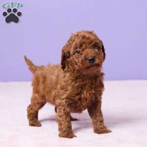 Merrick, Miniature Poodle Puppy